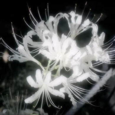 𝐏𝐔𝐑𝐄𝐅𝐔𝐋 𝐋𝐎𝐕𝐄♪